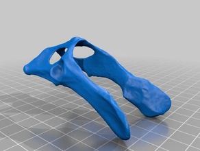 Hauskatze Becken Biologie Anatomie felidae Skelett 3d print model - Mito3D