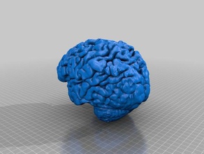 das menschliche Gehirn MRT-Untersuchung Biologie 3d print model - Mito3D