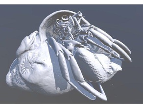 cangrejo ermitaño paragiopagarus atkinsonae paratype biología la tomografía computada crustáceo especies de aguas profundas 3d print model - Mito3D