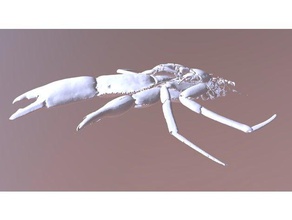 hermit crab goreopagarus poorei biology computed tomography crustacean deep sea species 3d print model - Mito3D