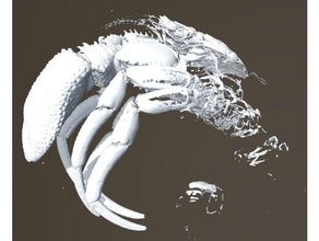 hermit crab diogenes albimanus holotype biology computed tomography crustacean deep sea species 3d print model - Mito3D