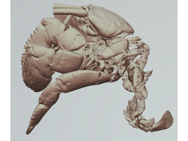 caranguejo eremita cancellus macrothrix biologia tomografia computadorizada crustáceo espécies de profundidade 3D print model - Mito3D