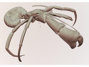 Einsiedlerkrebs paragiopagarus atkinsonae Holotypus Biologie Computertomographie Krustentier Tiefsee-Arten 3d print model - Mito3D