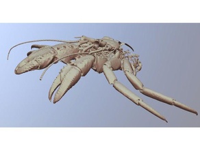 caranguejo eremita pagarus fraserorum holótipo biologia tomografia computadorizada crustáceo espécies de profundidade 3d print model - Mito3D