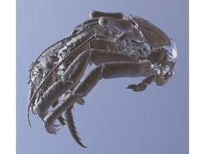 caranguejo eremita pagarus fraserorum paratype biologia tomografia computadorizada crustáceo espécies de profundidade 3d print model - Mito3D