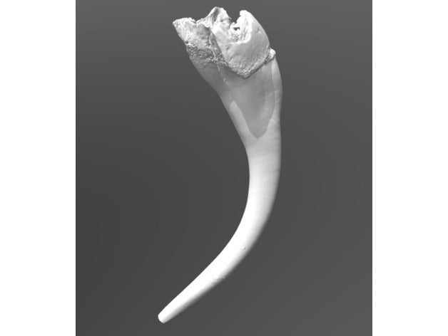 los colmillos de la serpiente biología tomografía computada reptiles veneno 3D print model - Mito3D