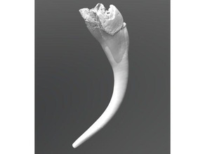 snake fangs biology computed tomography reptile venom 3d print model - Mito3D