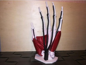anatomische hand-multi-material Skulpturen Anatomie Knochen mmu multimaterial Muskel - Muskulatur prusa mmu2 realistisch sind Sehne 3d print model - Mito3D