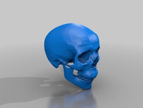 crânio modelos humano 3d print model - Mito3D