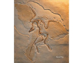 el archaeopteryx de fósiles dinosaurios otros 3d print model - Mito3D