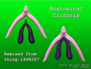 anatomica clitoride cavernoso spugnoso biologia 3d print model - Mito3D