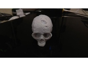 gescannten Schädel Biologie 3d print model - Mito3D