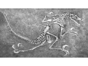 il dinosauro velociraptor fossili completo altri 3d print model - Mito3D