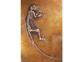 darwinius fossil-link andere 3d print model - Mito3D