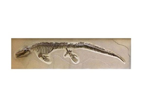 mosasaurus dinosaure fossile complet d'autres 3d print model - Mito3D