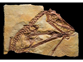 o pterossauro de dinossauros fósseis outros 3d print model - Mito3D