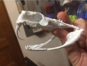 vipera del gabon cranio nessun supporto animali 3d print model - Mito3D