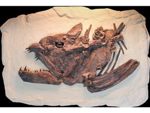xiphactinus de fósiles dinosaurios otros 3d print model - Mito3D