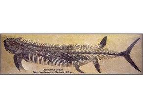 xiphactinus dinosauro fossile completo altri 3d print model - Mito3D