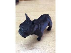 bulldog francese animali 3d print model - Mito3D