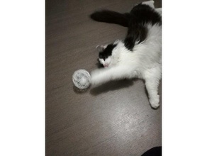jouet de chat jeu accessoires la boule rouleau 3d print model - Mito3D