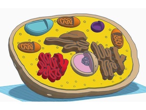 Tierische Zelle, Modell Biologie 3d print model - Mito3D