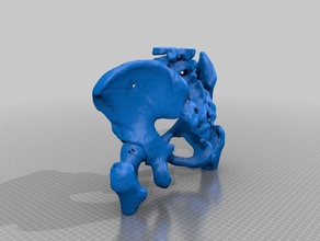 my pelvis male real ct scan biology 3d bone computed tomography skeleton 3d print model - Mito3D