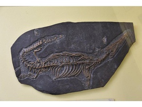 fosil taranmış tarar kopyaları 3d print model - Mito3D
