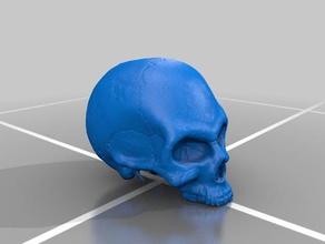 half skull 3d printing education human sculptris skeleton 3d print model - Mito3D