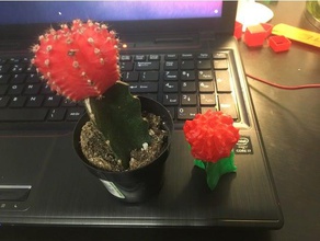 cactus décor 3d print model - Mito3D