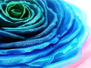 realista de la rosa decoración La impresión en 3d art diy flor regalo casa del hogar amor modelo proto-pasta día san valentín valentinesday el 3d print model - Mito3D