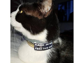 cat pets dog tag label tags warning 3d print model - Mito3D