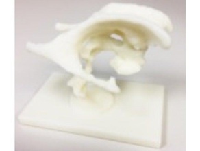 3d model beyin lateral ventrikül biyoloji anatomi tıp 3d print model - Mito3D