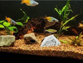 aquarium Dekoration texturierte rock cave kleinen Haustiere cavern Fisch fishtank fish tank Reptil Garnelen 3d print model - Mito3D