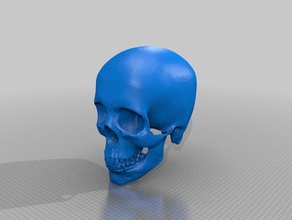 menschlicher Schädel Biologie 3d print model - Mito3D