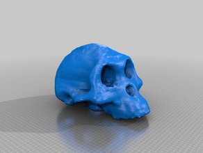 australopithecus afarensis lucy crâne 3d numérisées de la biologie 3dscan 3dscanned 3dscanner antropologie kinect numérisation paléobiologie reconstructme xbox 3d print model - Mito3D