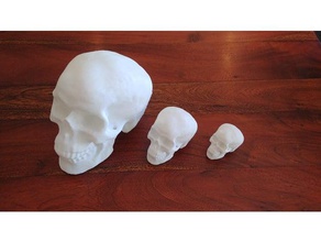 cranio umano biologia 3d print model - Mito3D