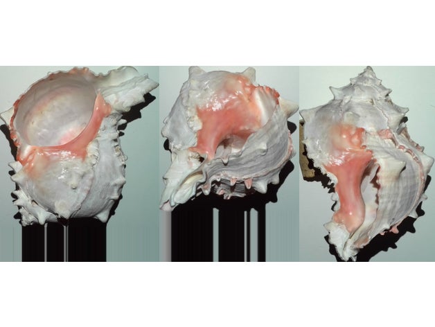 sea shell scan biology 3D print model - Mito3D