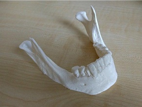 humanos mandíbula cortado versão biologia 3d print model - Mito3D