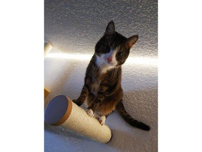 support mural chats sisal scratch pôle les animaux de compagnie l'escalade griffoir sisalstamm 3d print model - Mito3D