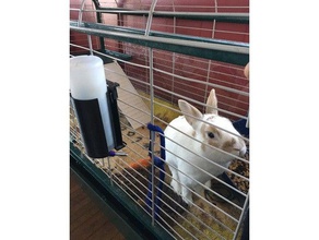 water bottle holder pets cage chinchilla gerbil hamster rabbit 3d print model - Mito3D