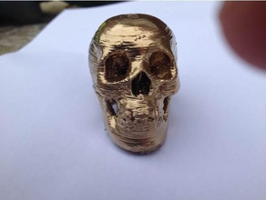 skull biology 3d print model - Mito3D