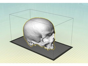 yorick d'autres crâne humain shakespeare 3d print model - Mito3D