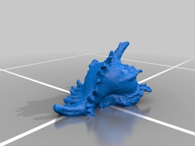 seashell le scansioni repliche il corallo oceano reef subacquea 3D print model - Mito3D
