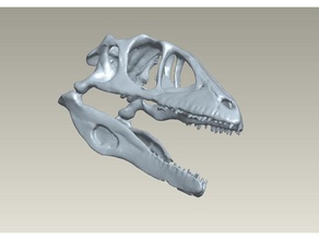 real scan raptor skull biology bone dinosaur 3d print model - Mito3D
