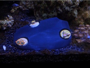 frag rocce gli animali domestici l'acquario frag-plug acquario marino reef 3d print model - Mito3D
