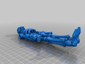 insan iskeleti 3d baskı 3d print model - Mito3D