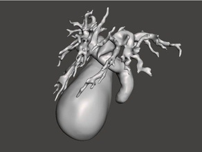 safra yolları biyoloji 3d print model - Mito3D