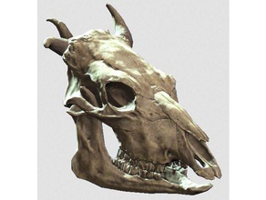 fallout 4 brahman kafatası hayvanlar hayvan fallout4 3d print model - Mito3D