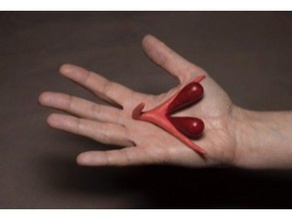 clitoris biology anatomy education female body feminism genitals human sex sexual vulva 3d print model - Mito3D